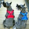 Venture Paw Pull Control Dog Harness